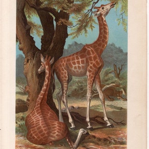 Puede incluir: Una ilustraci&oacute;n vintage que representa dos jirafas, una de pie y otra tumbada. La jirafa de pie est&aacute; estirando el cuello para comer hojas de un &aacute;rbol, mientras que la jirafa tumbada mira al espectador. La ilustraci&oacute;n est&aacute; ambientada en un fondo de &aacute;rboles y arbustos.
