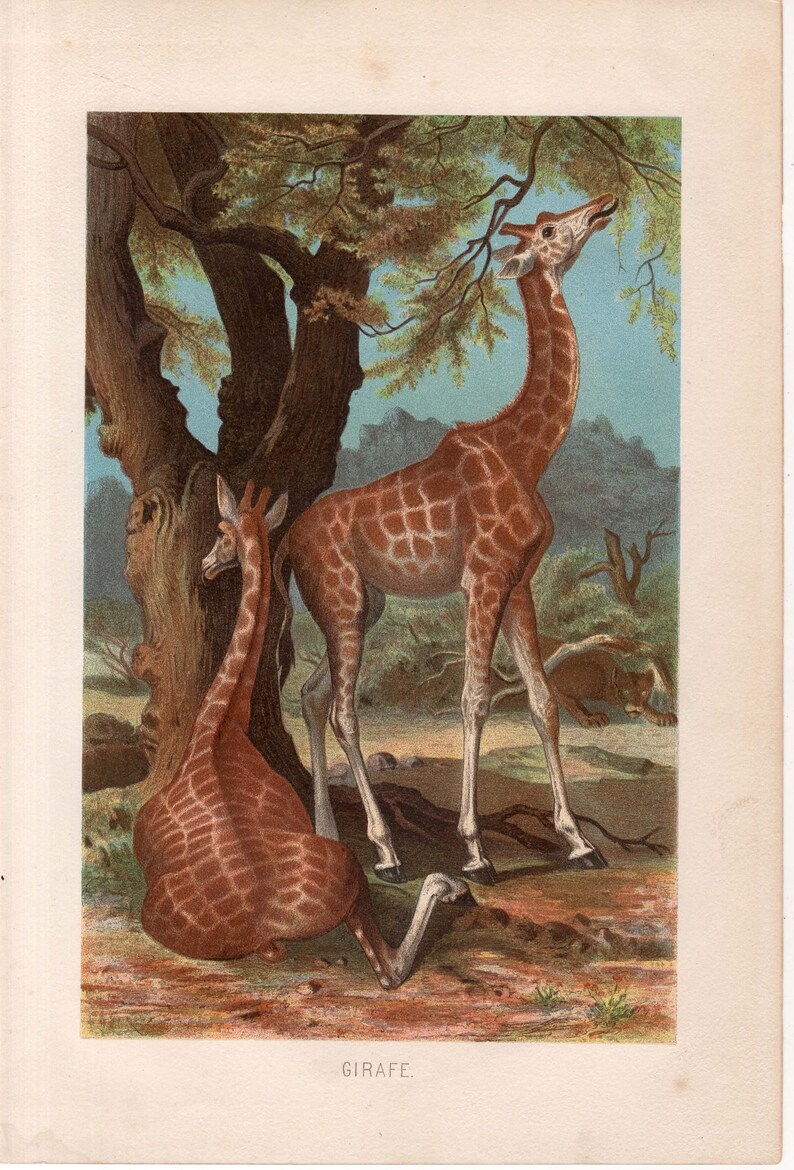 Puede incluir: Una ilustraci&oacute;n vintage que representa dos jirafas, una de pie y otra tumbada. La jirafa de pie est&aacute; estirando el cuello para comer hojas de un &aacute;rbol, mientras que la jirafa tumbada mira al espectador. La ilustraci&oacute;n est&aacute; ambientada en un fondo de &aacute;rboles y arbustos.
