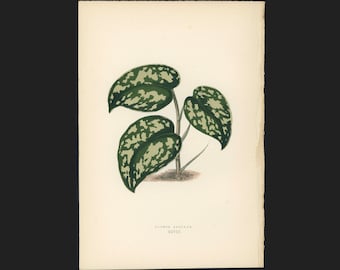 c.1872 ANTIQUE LEAF PRINT - botanical lithograph - original antique print by Lowe - leaved plant horticulture leaves foliage -