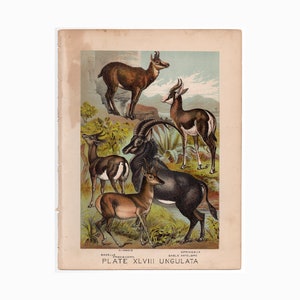 c. 1880 ANTELOPE GAZELLE SPRINGBOK lithograph - original antique print - wild life mammal zoology lithograph - animal habitat