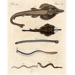 c. 1795 RAYS & LEECHES engraving • original antique print • sea life print • marine animal • stingray print