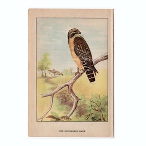c. 1917 RED SHOULDERED HAWK lithograph - original antique print • ornithology print • bird print • bird of prey • North American hawk print