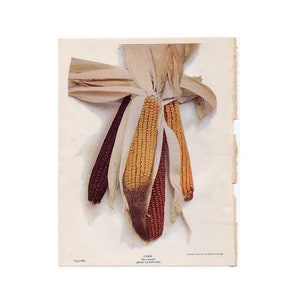c. 1900 CORN lithograph • original antique print • orchard print • gardening print • maize print • fruits & vegetables • food print