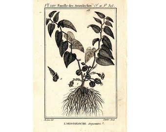 1775 ANTIQUE BOTANICAL ENGRAVING plants flowers original antique engraving buffon botanical garden print - l'aristoloche