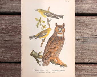 c. 1888 GREAT HORNED OWL lithograph • original antique print • ornithology print • bird print • bird of prey print • Warren birds of usa