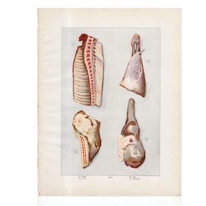 c 1911 MEAT lithograph - original antique print • butcher print • cuts of meat - rack loin leg shoulder - beef - veal  meat print