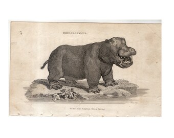 c. c. 1801 HIPPOPOTAMUS print • original antique print • antique animal print • African animal • safari animals • endangered animals