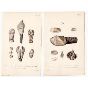 C. 1869 SEA SHELL litografías • juego de 2 grabados antiguos originales • grabados de conchas marinas • grabados de caminar por la playa • arte de playa • por Sowerby