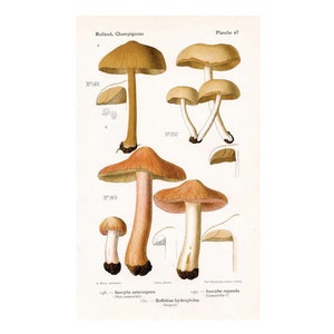 c. 1910 MUSHROOM lithograph • original antique botanical lithograph - inoscybe