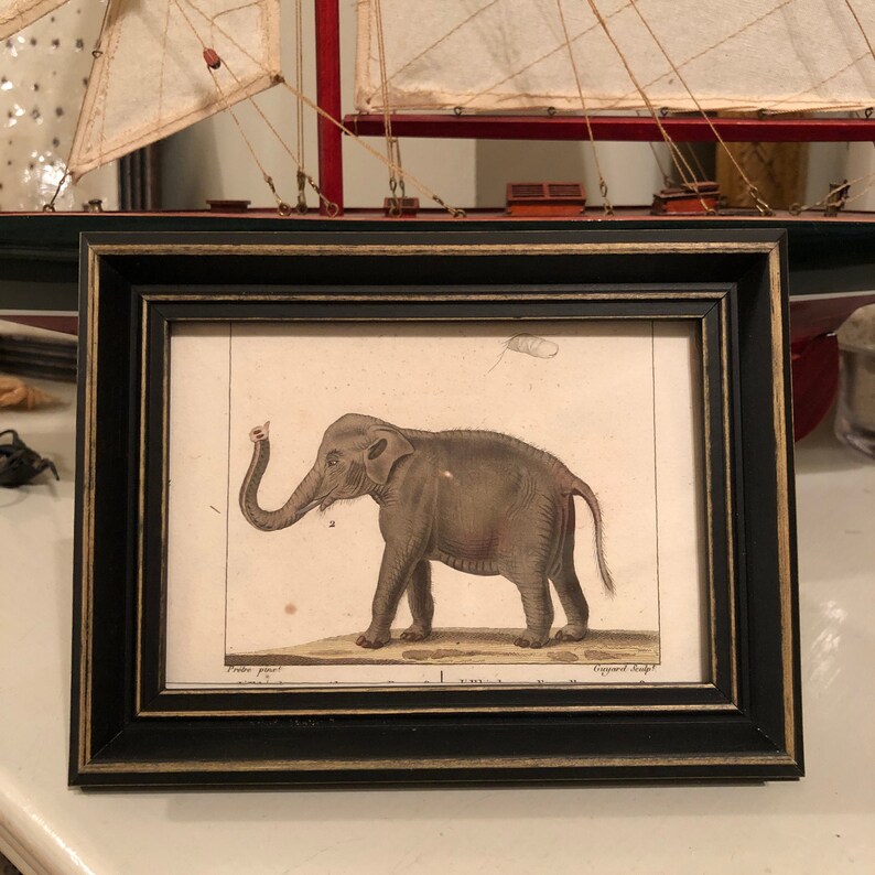 elephant print 1