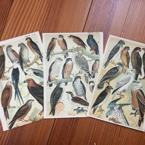 ca. 1904 ANTIQUE BIRD LITHOGRAPHS - original antike Vogel Drucke - Ornithologie Drucke - Greifvögel - Satz von 3 Drucke - Falkenfalkengeier