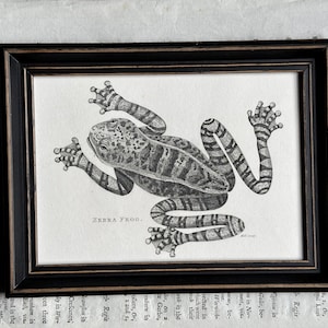 FRAMED FROG engraving •c. 1802 • original antique print • Shaw & Nodder print • amphibian print • zebra frog • ranidae print