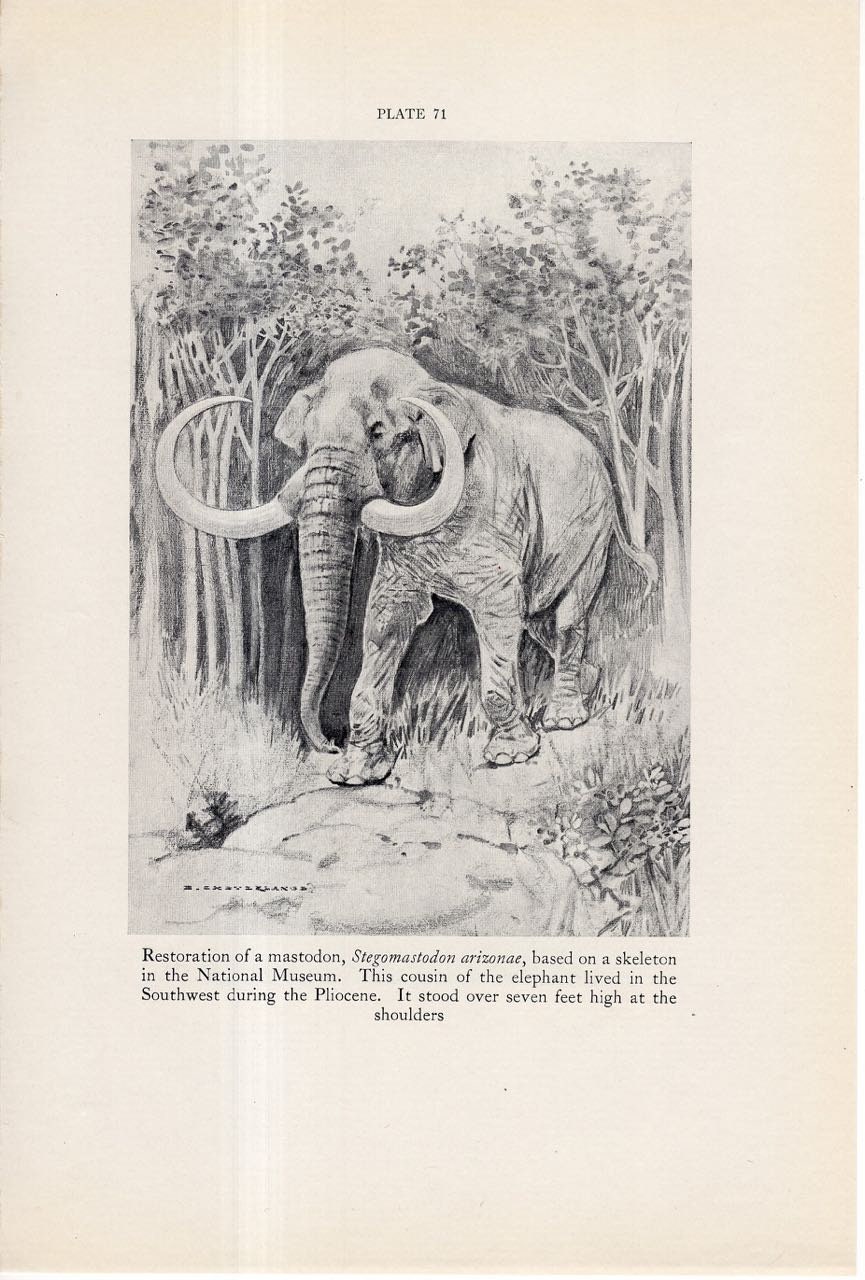 C. 1934 PREHISTORIC ANIMAL Print Mastodon Print Original - Etsy Canada C. 1934 PREHISTORIC ANIMAL Print Mastodon Print Original - Etsy Canada
