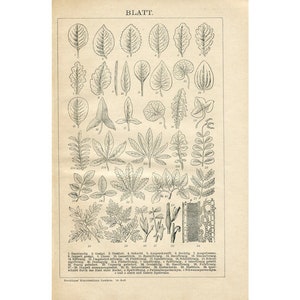 c. 1903 SHAPES OF LEAVES print • original antique print • antique botanical print - leaf patterns - silhouettes of leaves - plant print