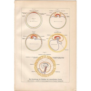 C. 1894 HUMAN EMBRYO ANATOMY lithograph • original antique print • medical illustration • human anatomy print • fertilization gestation