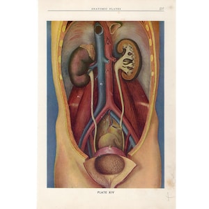 c 1940 INTERNAL ORGANS lithograph • original vintage print • human anatomy • medical illustration • digestive organs • KIDNEYS