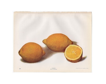 c. 1900 LEMONS lithograph • original antique print • citrus print • gardening print • lemon print • fruits & vegetables • food print