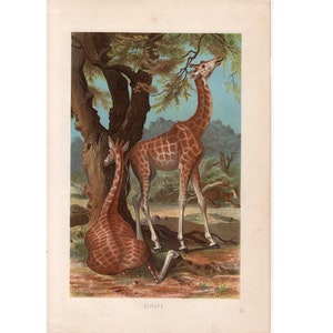 Puede incluir: Una ilustraci&oacute;n vintage de dos jirafas en un entorno natural. Las jirafas son marrones y tienen un patr&oacute;n de manchas. La ilustraci&oacute;n est&aacute; sobre un fondo de &aacute;rboles verdes y cielo azul. El texto "GIRAFE" est&aacute; impreso debajo de la imagen.