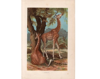 c.1884 GIRAFFE lithograph - original antique print • animal print - African animal print - Safari animal print - endangered animals print