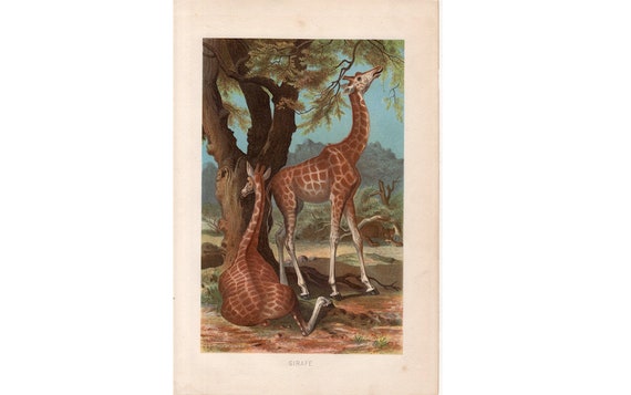 GIRAFFE lithograph c. 1884 - original antique print • animal print - African animal print - Safari animal print - endangered animals print