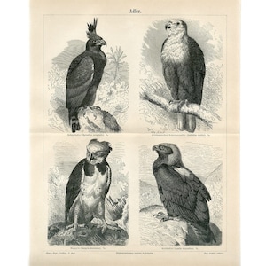 c. 1894 EAGLES lithograph -  original antique animal print - bird print - bird of prey print - Harpy eagle - Fish eagle - Golden eagle