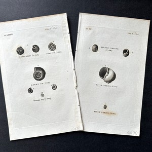 Grabados de CONCHAS de c. 1777 • conjunto de 2 grabados antiguos originales • grabados de vida marina • conchas marinas • grabados de playa • conchas antiguas • decoración náutica