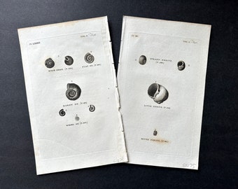 Grafiki MUSZLI ok. 1812 r. • zestaw 2 oryginalnych antycznych druków • wydruki przedstawiające życie morskie • muszle morskie • wydruki plażowe • antyczne muszle • wystrój marynistyczny