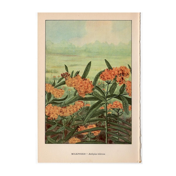 MILKWEED lithograph c. 1930 • original vintage print • orange flower print • botany • botanical print • aquilegia canadensis