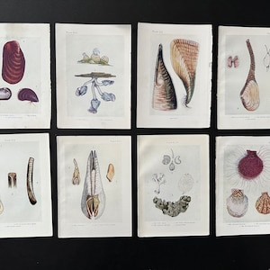 c. 1907 Litografías SHELL • set de 8 grabados antiguos originales • grabados de vida marina - orilla del mar • arte de casa de playa • grabados de conchas antiguas