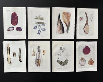ok. 1907 r. litografie MUSZLI • zestaw 8 oryginalnych, antycznych odbitek • odbitki przedstawiające życie morskie – brzeg morza i oceanu • sztuka przedstawiająca dom na plaży • antyczne odbitki przedstawiające muszle
