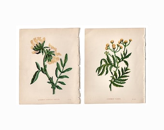 Láminas de PEQUEÑAS FLORES AMARILLAS c. 1853 • láminas antiguas originales • lámina botánica de Anne Pratt • láminas botánicas • 4,5 x 5,5" • juego de 2