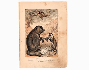 tiny! c. 1887 MONKEY LEMUR BABOON lithograph • original antique print • small antique animal print • zoology landscape • nature scene