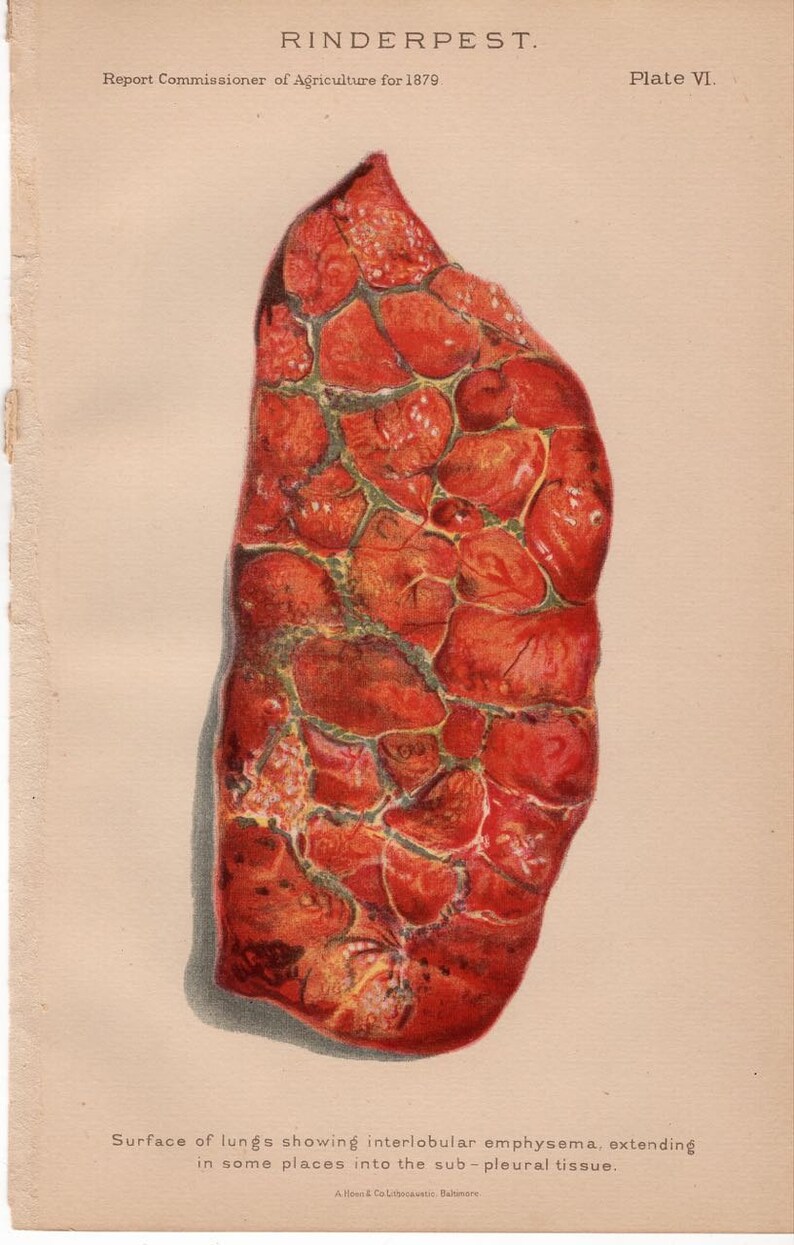rinderpest tongue stomach lungs anus 1879 CATTLE BOVINE DISEASE print original antique agriculture farming lithograph dairy cow steer