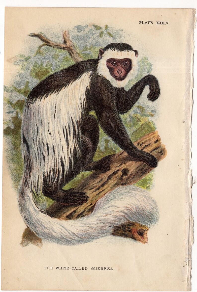 old world monkeys white tailed guereza primate from Lloyd\u2019s Natural History 1897 MONKEY ANTIQUE LITHOGRAPH original antique print c