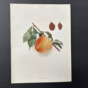 c. 1917 PEACH lithograph - original antique print• fruit print • botanical print - kitchen decor - lemon free peaches