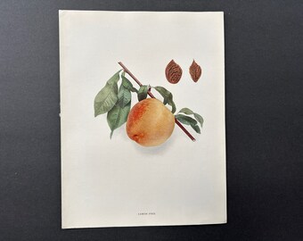 c. 1917 PEACH lithograph - original antique print• fruit print • botanical print - kitchen decor - lemon free peaches