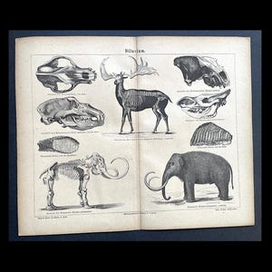 c. 1875 FOSSIL FORMATIONS print • original antique print • Paleo art • fossil print • geology • prehistoric life • diluvium formations