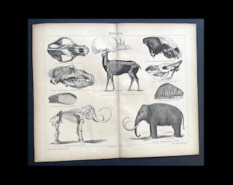 FORMACIONES FÓSILES litografía c. 1875 • impresión antigua original • Paleoarte • impresión fósil • geología • vida prehistórica • formaciones diluvianas