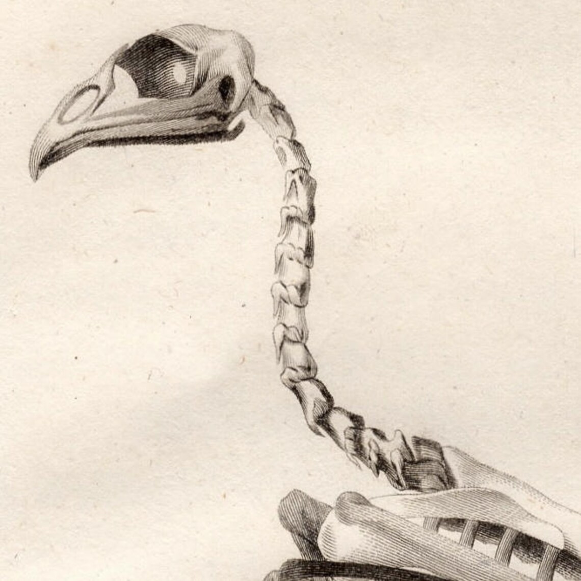 C. 1808 TURKEY SKELETON PRINT impresión de la anatomía del Etsy
