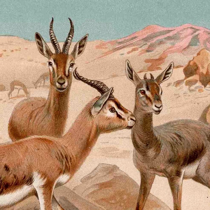 C. 1894 DORKAS GAZELLE lithograph original antique print African animal print safari animal print antelope print image 3