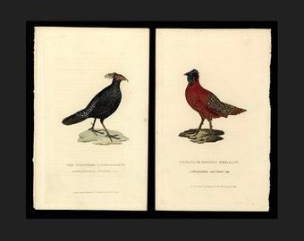 c. 1829 PHEASANT engravings • set of 2 original antique prints • hand colored engraving  • bird print from Cuvier • game birds
