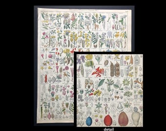 花しす スウィート・シセリー - 1843年刊行の『ニューヨーク州植物誌』からの