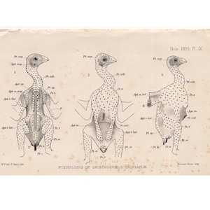 1901 IBIS BIRD ANATOMY lithograph original antique print of Pterylosis - feather patterns A