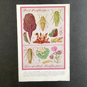 Op de afbeelding: Vintage botanische illustratie met de Beet Leafhopper en Six-spotted Leafhopper. De afbeelding toont gedetailleerde tekeningen van insecten, bladeren en planten, met tekstlabels en beschrijvingen. Het kleurenpalet omvat tinten groen, rood en geel.