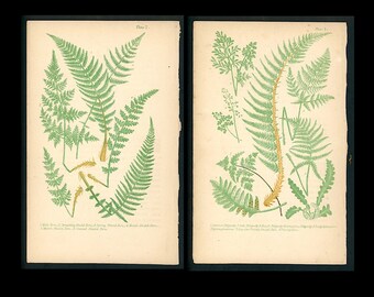 c. 1868 FERN lithographs • set of 2 original antique prints • botanical prints • green ferns prints • fern frond • pteridology • set B
