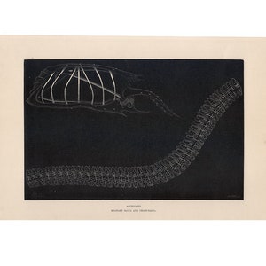May include: A black and white illustration of a segmented worm, known as an Archiannelid, with the text "ARCHIANNELID.  HOLOPHANTA SAPPA, AND CHAIN-SAPPA." below the image.
