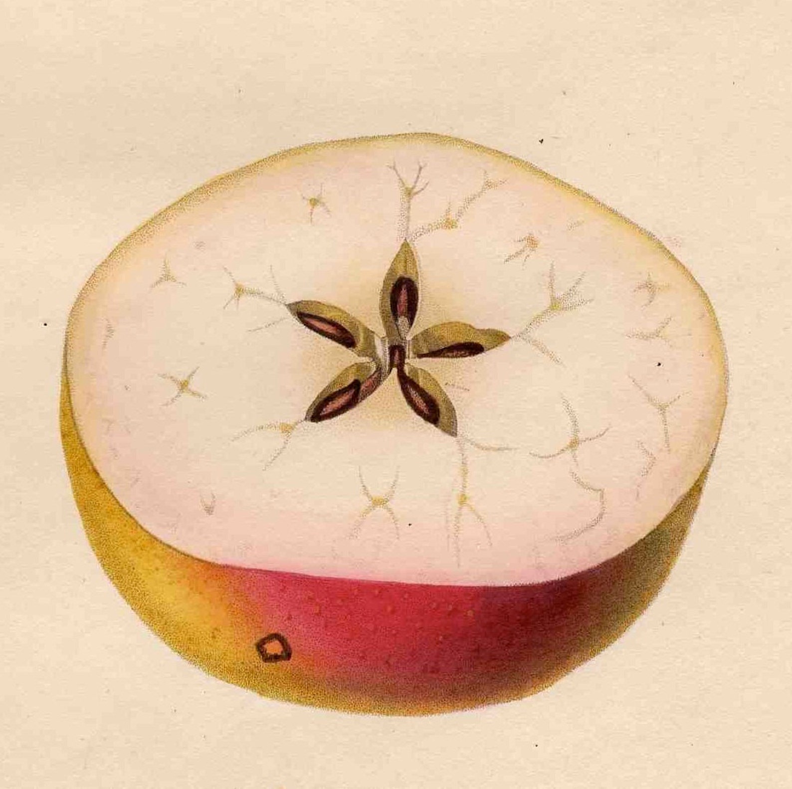 C. 1835 ANTIQUE APPLE PRINT Original Antique Fruit Print Etsy