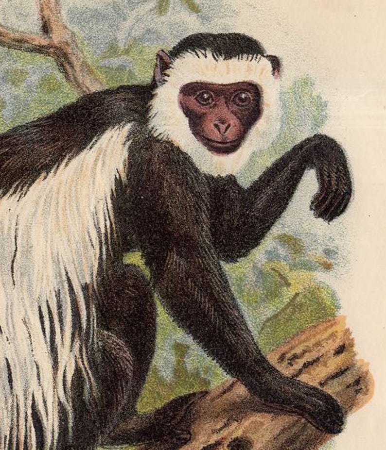 old world monkeys white tailed guereza primate from Lloyd\u2019s Natural History 1897 MONKEY ANTIQUE LITHOGRAPH original antique print c