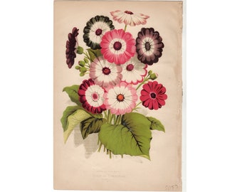 c. 1873 CINERARIAS print • original antique print • botanical print • flower print • bouquet print • gardening • in the daisy family