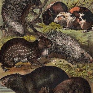 c. 1880 PORCUPINE AGOUTI PIG lithograph original antique print wild life mammal zoology print animal habitat guinea agouti capybara image 3